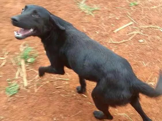 Cachorro ra a Mestiço idade 1 ano nome Simba