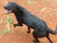 Simba