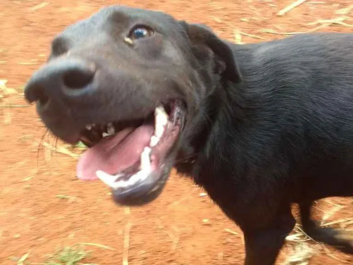 Cachorro ra a Mestiço idade 1 ano nome Simba