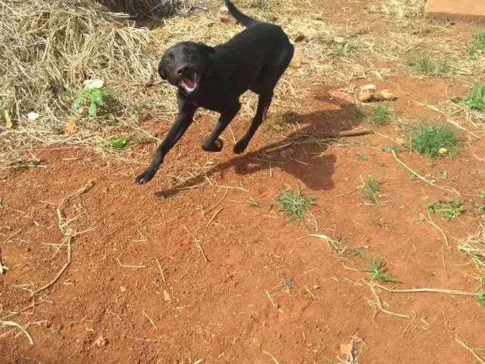 Cachorro ra a Mestiço idade 1 ano nome Simba