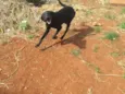 Simba