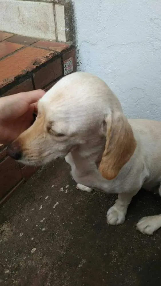 Cachorro ra a SRD idade 2 anos nome França/Branca