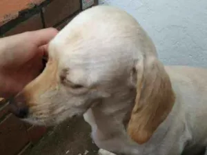 Cachorro raça SRD idade 2 anos nome França/Branca