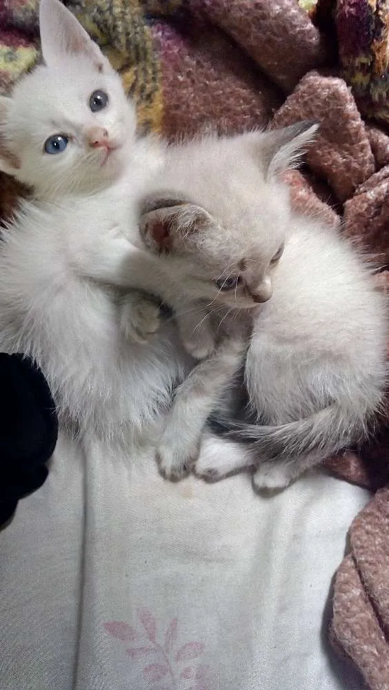Gato ra a Vira lata idade Abaixo de 2 meses nome Maria