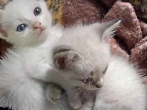 Gato raça Vira lata idade Abaixo de 2 meses nome Maria