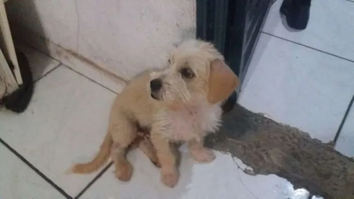 Cachorro ra a Poodle idade 1 ano nome Bidu