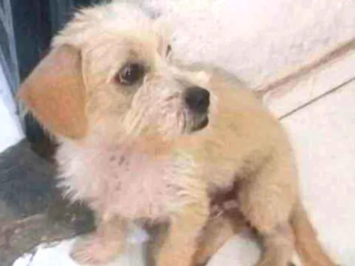 Cachorro ra a Poodle idade 1 ano nome Bidu