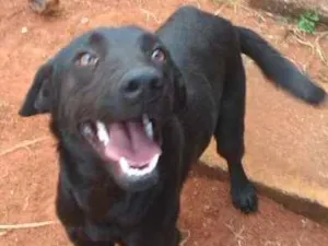 Cachorro raça Mestiço idade 1 ano nome Simba