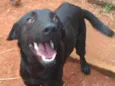 Simba