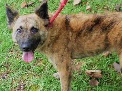 Cachorro ra a SRD idade 2 anos nome Nala