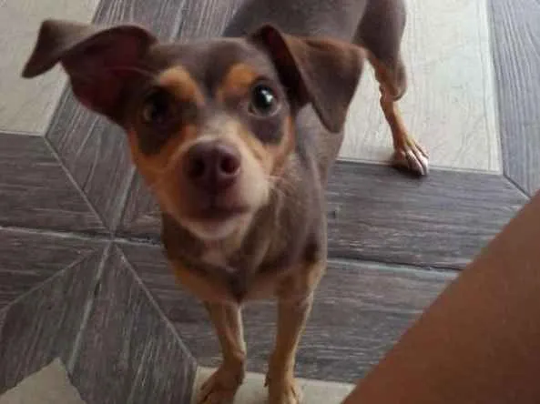 Cachorro ra a Pincher idade 1 ano nome Nina