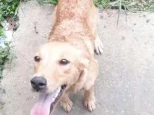 Cachorro raça Vira lata idade 1 ano nome Joana