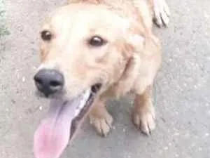 Cachorro raça Vira lata idade 1 ano nome Joana