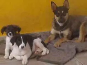 Cachorro raça vira lata idade 7 a 11 meses nome Bela e Magrela