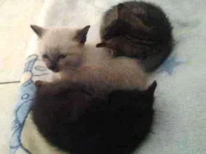 Gato raça Vira lata idade Abaixo de 2 meses nome Vc escolhe