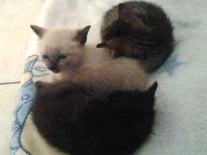 Gato ra a Vira lata idade Abaixo de 2 meses nome Vc escolhe
