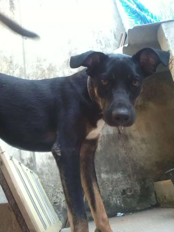 Cachorro ra a SRD idade 5 anos nome Golias