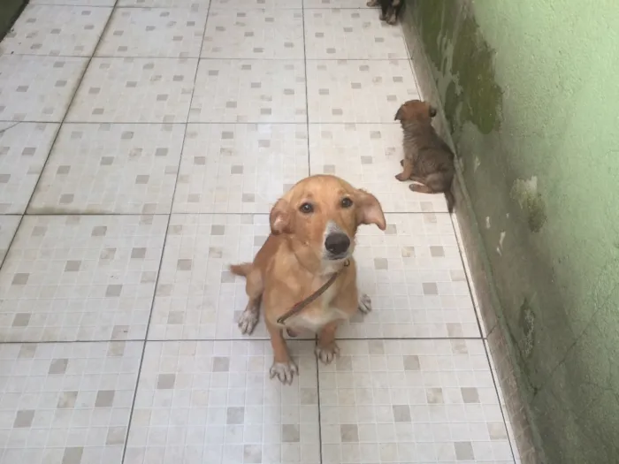 Cachorro ra a Não definida idade 2 a 6 meses nome Sem
