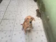 Sem