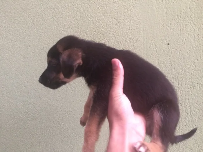 Cachorro ra a Não definida idade 2 a 6 meses nome Sem