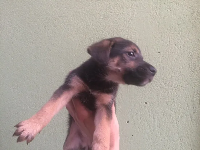 Cachorro ra a Não definida idade 2 a 6 meses nome Sem