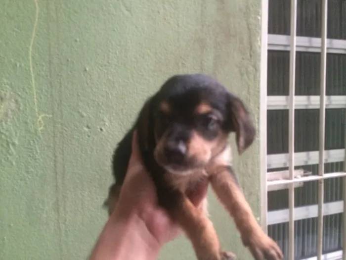 Cachorro ra a Não definida idade 2 a 6 meses nome Sem
