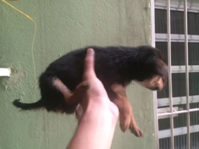 Cachorro ra a Não definida idade 2 a 6 meses nome Sem