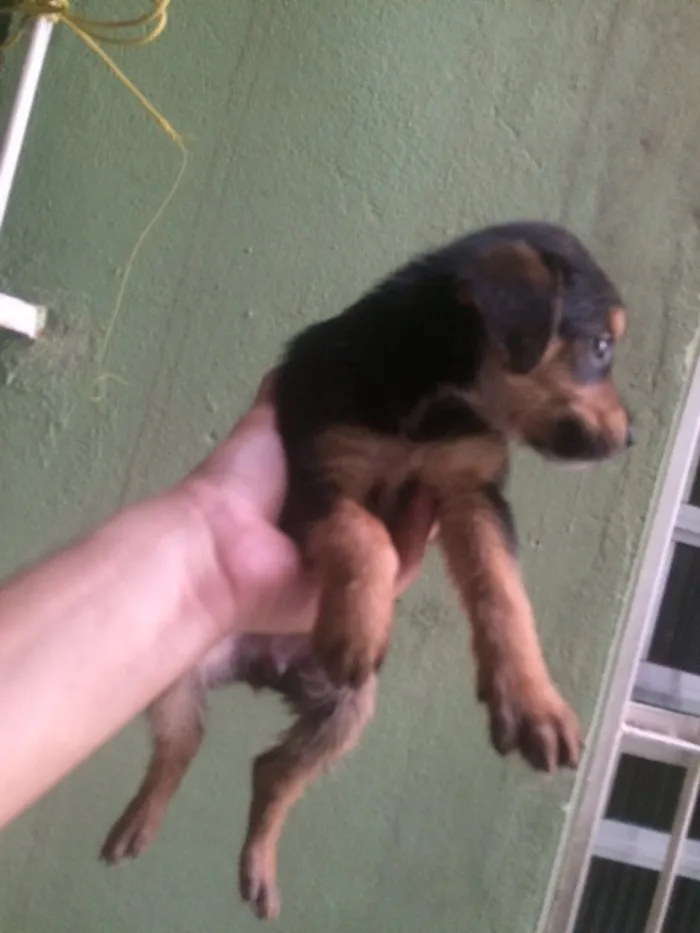 Cachorro ra a Não definida idade 2 a 6 meses nome Sem