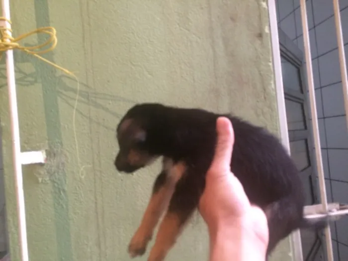 Cachorro ra a Não definida idade 2 a 6 meses nome Sem