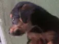 Sem