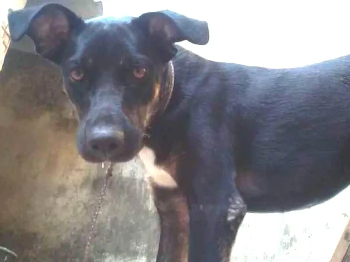 Cachorro ra a SRD idade 5 anos nome Golias