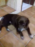 não tem
