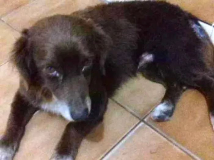Cachorro ra a não tem raça definida idade 2 anos nome não tem