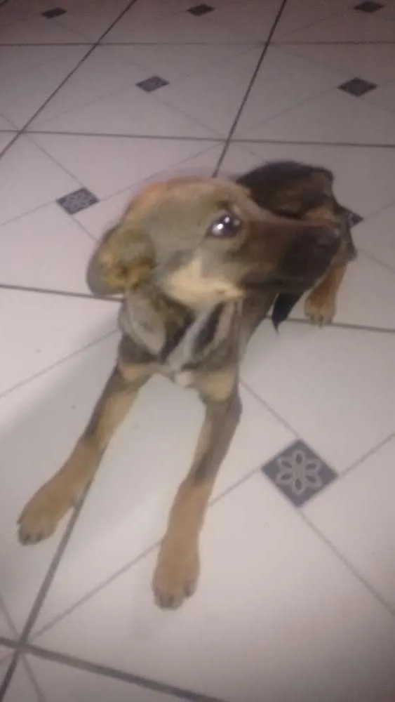 Cachorro ra a Não especificado idade 2 a 6 meses nome Sem nome