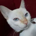 Ritinha