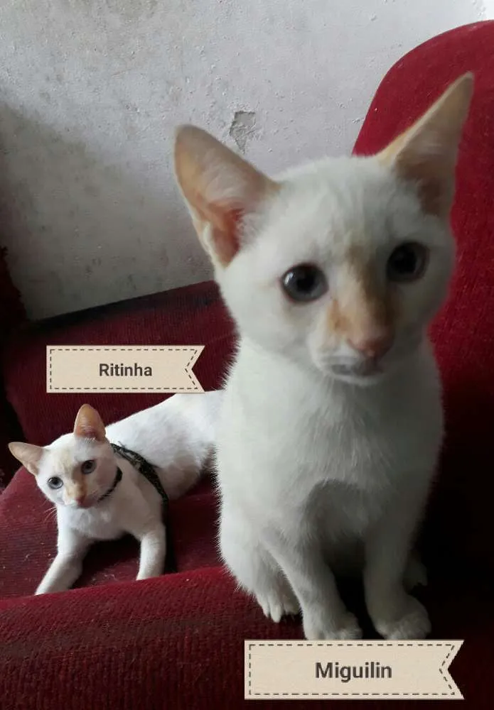 Gato ra a Sem raça definida idade 1 ano nome Ritinha