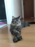 Mimi