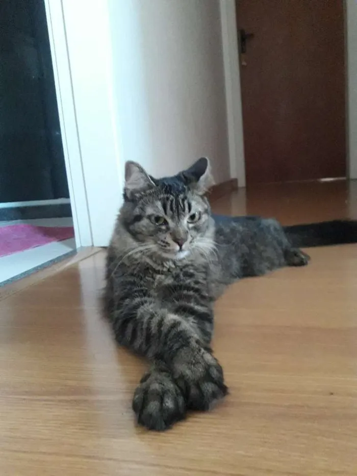 Gato raça Caseira idade 1 ano nome Mimi