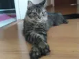 Mimi