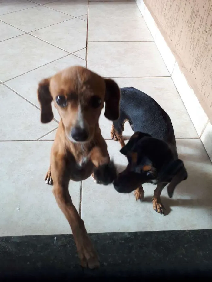 Cachorro ra a Basset idade 2 a 6 meses nome Ran Solo