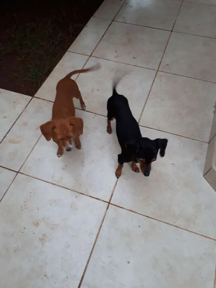 Cachorro ra a Basset idade 2 a 6 meses nome Ran Solo