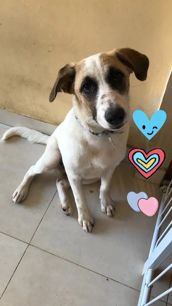 Cachorro ra a SRD idade 2 a 6 meses nome Mike 