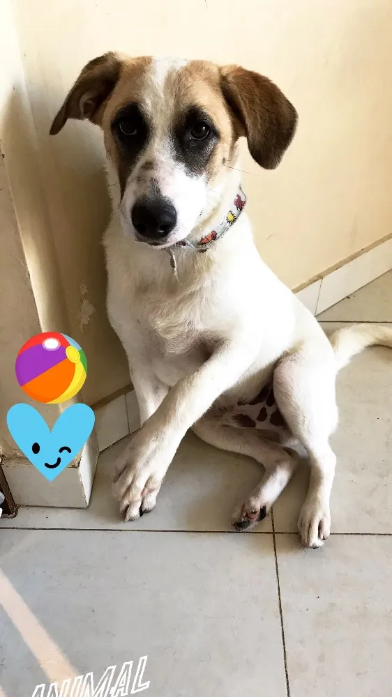 Cachorro ra a SRD idade 2 a 6 meses nome Mike 