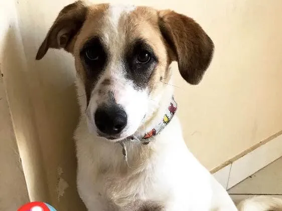 Cachorro ra a SRD idade 2 a 6 meses nome Mike 