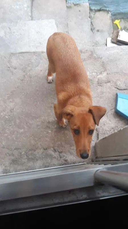 Cachorro ra a SRD idade 2 a 6 meses nome Bob