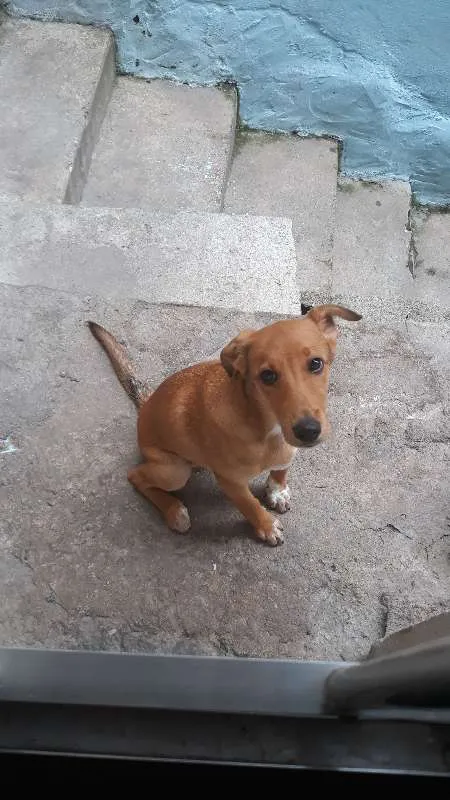 Cachorro ra a SRD idade 2 a 6 meses nome Bob