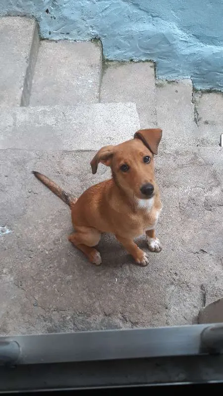 Cachorro ra a SRD idade 2 a 6 meses nome Bob