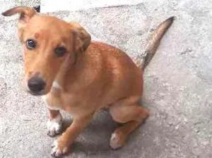 Cachorro raça SRD idade 2 a 6 meses nome Bob