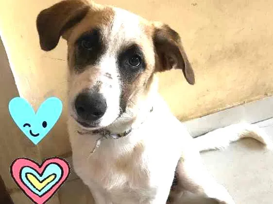 Cachorro ra a SRD idade 2 a 6 meses nome Mike 