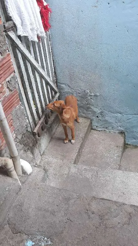 Cachorro ra a SRD idade 2 a 6 meses nome Bob